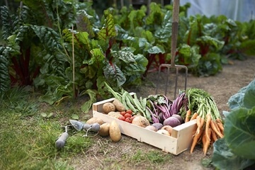収穫の喜びを実感できるシェア菜園「パーパパ」